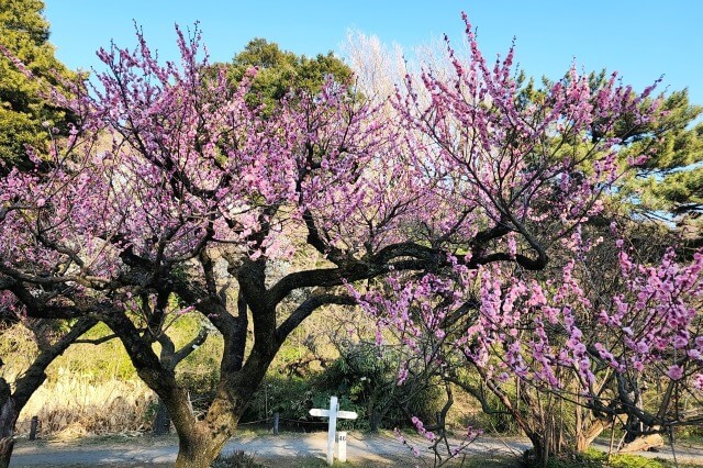 小石川植物園の梅｜広い植物園の中に綺麗な梅林がありました