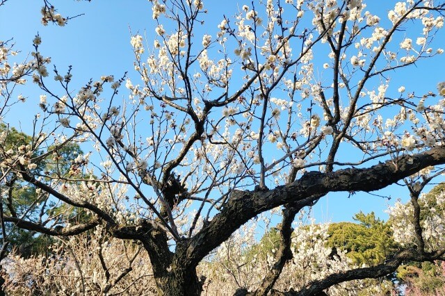 小石川植物園の梅の見頃
