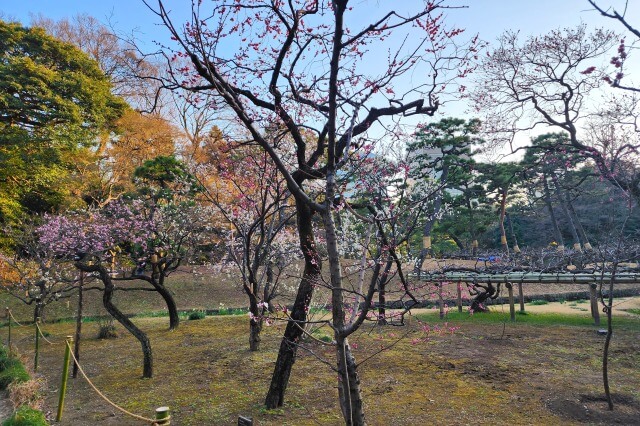 小石川後楽園の梅の見どころ