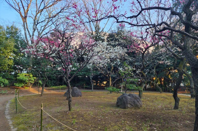 小石川後楽園の梅の見どころ