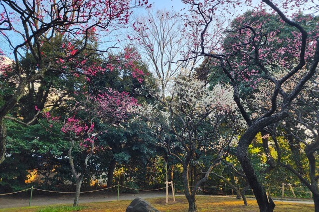 小石川後楽園の梅の見頃と見どころ
