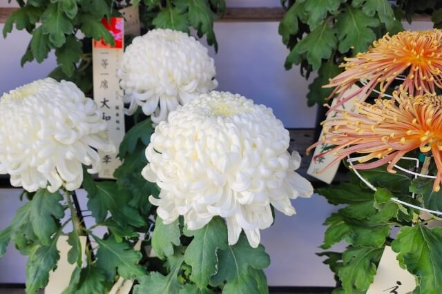 湯島天神の菊まつりの見どころ