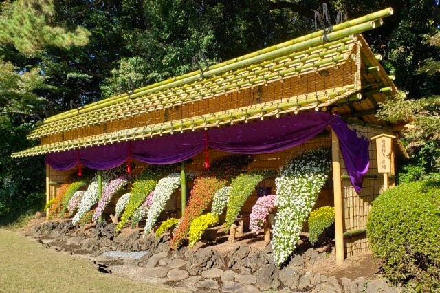 新宿御苑の菊花壇展｜11月は日本庭園で菊まつりが開催されます