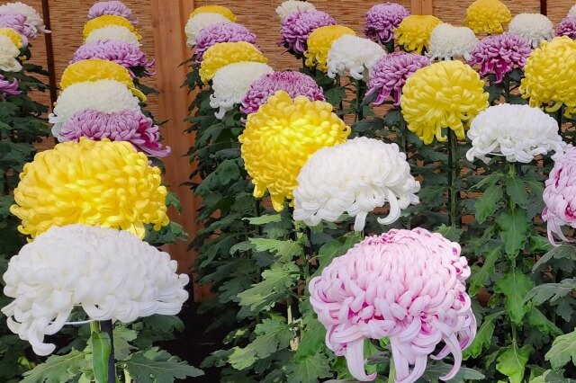東京の菊の名所やおすすめスポット｜菊花展や菊まつりなどを紹介