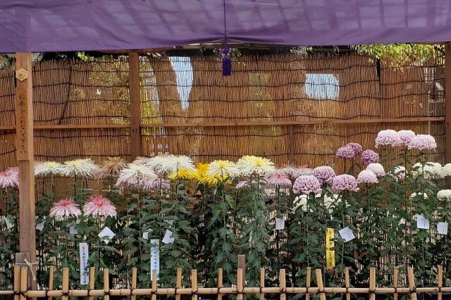 靖国神社の菊花展の見頃と見どころ