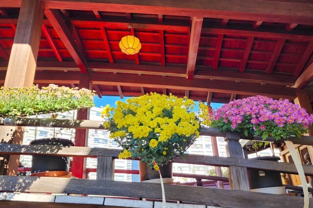 湯島天神の菊まつりの見頃と見どころ