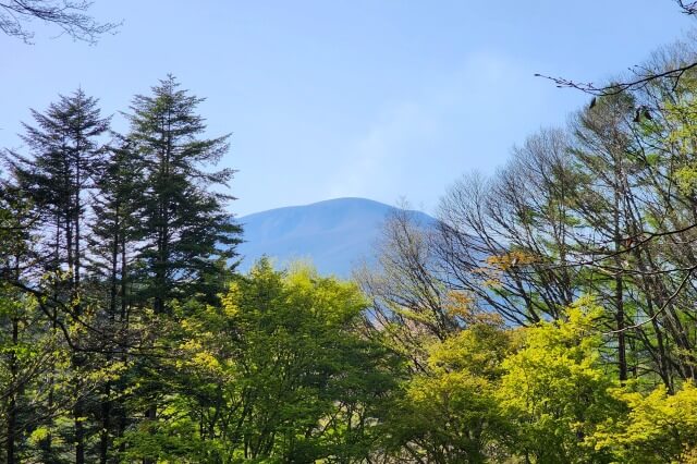 軽井沢野鳥の森では何が見れるの？